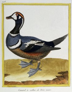 علم. علم الحيوان. بطة من نيوفاوندلاند. نقش فرانسوا نيكولا مارتينيه في: Histoire naturelle des oiseaux ، بقلم جورج لويس لوكليرك دي بوفون ، فرنسا ، حوالي 1777 (نقش ملون)