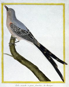 علم. علم الحيوان. صائد الذباب من المكسيك. نقش فرانسوا نيكولا مارتينيه في: Histoire naturelle des oiseaux ، بقلم جورج لويس لوكليرك دي بوفون ، فرنسا ، حوالي 1777 (نقش ملون) بواسطة فرانسوا نيكولا مارتينيه