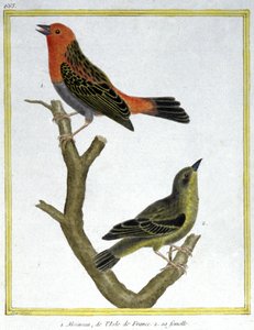 علم. علم الحيوان. بيت العصفور من إيل دو فرانس. نقش فرانسوا نيكولا مارتينيه في: Histoire naturelle des oiseaux ، بقلم جورج لويس لوكليرك دي بوفون ، فرنسا ، حوالي 1777 (نقش ملون) بواسطة فرانسوا نيكولا مارتينيه