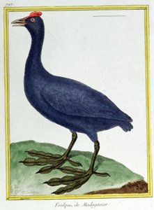 علم. علم الحيوان. عقدة حمراء (مدغشقر). نقش فرانسوا نيكولا مارتينيه في: Histoire naturelle des oiseaux ، بقلم جورج لويس لوكليرك دي بوفون ، فرنسا ، حوالي 1777 (نقش ملون) بواسطة فرانسوا نيكولا مارتينيه