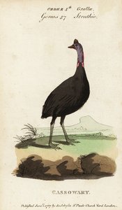 كاسواري الجنوبي ، Casuarius casuarius بواسطة فرانسوا نيكولا مارتينيه