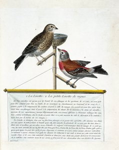 لوح علم الحيوان (علم الطيور): من أعلى إلى أسفل: لينوت (لينوت رخيم) ولينوت صغير من الكروم (كاردوليس كانابينا) على الفرخ. رسم توضيحي في "تاريخ الطيور ، مرسومة في مظهرها وجوانبها الحساسة" بقلم فرانكو بواسطة فرانسوا نيكولا مارتينيه