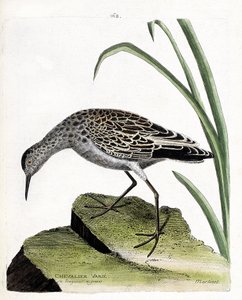 مجلس علم الحيوان (علم الطيور): يختلف الفارس (يختلف المقاتل أو الفيلوماكس بوغناكس). رسم إيضاحي في "تاريخ الطيور ، مرسوم في مظاهرها وجوانبها الحساسة" بقلم فرانسوا نيكولا مارتينيت (1731-1800). مجموعة خاصة. بواسطة فرانسوا نيكولا مارتينيه