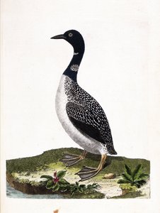 مجلس علم الحيوان (علم الطيور): بقعة الغوص الكبيرة (غوص إيمستراند أو غافيا إمر). رسم إيضاحي في "تاريخ الطيور ، مرسوم في مظاهرها وجوانبها الحساسة" بقلم فرانسوا نيكولا مارتينيت (1731-1800). مجموعة خاصة. بواسطة فرانسوا نيكولا مارتينيه