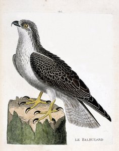 مجلس علم الحيوان (علم الطيور): أوسبري (أوسبري أو بانديون هاليتوس). رسم إيضاحي في "تاريخ الطيور ، مرسوم في مظاهرها وجوانبها الحساسة" بقلم فرانسوا نيكولا مارتينيت (1731-1800). مجموعة خاصة. بواسطة فرانسوا نيكولا مارتينيه