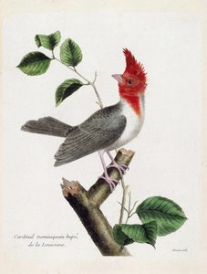 مخطط علم الحيوان (علم الطيور): الدومينيكان الكاردينال هوبي (parare huppe أو paroaria crownata) على فرع. رسم إيضاحي في "تاريخ الطيور ، مرسوم في مظاهرها وجوانبها الحساسة" بقلم فرانسوا نيكولا مارتينيت (1731-1800). المقتنيات الخاصة