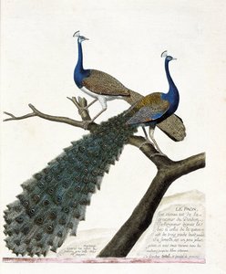 مخطط علم الحيوان (علم الطيور): الطاووس (الطاووس الأزرق أو بافو كريستاتوس). رسم إيضاحي في "تاريخ الطيور ، مرسوم في مظاهرها وجوانبها الحساسة" بقلم فرانسوا نيكولا مارتينيت (1731-1800). مجموعة خاصة.