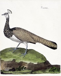 مخطط علم الحيوان (علم الطيور): الطاووس (الطاووس الأزرق أو بافو كريستاتوس). رسم إيضاحي في "تاريخ الطيور ، مرسوم في مظاهرها وجوانبها الحساسة" بقلم فرانسوا نيكولا مارتينيت (1731-1800). مجموعة خاصة. بواسطة فرانسوا نيكولا مارتينيه