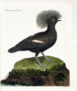 مخطط علم الحيوان (علم الطيور): الدراج الهندي (تاج الجورا أو غورا كريستاتا). رسم إيضاحي في "تاريخ الطيور ، مرسوم في مظاهرها وجوانبها الحساسة" بقلم فرانسوا نيكولا مارتينيت (1731-1800). مجموعة خاصة. بواسطة فرانسوا نيكولا مارتينيه