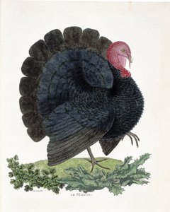 مخطط علم الحيوان (علم الطيور): تركيا (الديك الرومي المحلي أو Melaeagris gallopavo). رسم إيضاحي في "تاريخ الطيور ، مرسومة في مظاهرها وجوانبها الحساسة" بقلم فرانسوا نيكولا مارتينيت (1731-1800) (نقش)