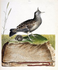 مخطط علم الحيوان (علم الطيور): cochevis (cochevis huppe أو Galerida cristata). رسم إيضاحي في "تاريخ الطيور ، مرسوم في مظاهرها وجوانبها الحساسة" بقلم فرانسوا نيكولا مارتينيت (1731-1800). مجموعة خاصة. بواسطة فرانسوا نيكولا مارتينيه