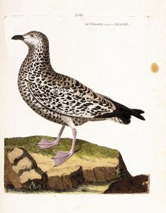 مخطط علم الحيوان (علم الطيور): تختلف goiland أو grisard (goeland أو larus sp). رسم إيضاحي في "تاريخ الطيور ، مرسوم في مظاهرها وجوانبها الحساسة" بقلم فرانسوا نيكولا مارتينيت (1731-1800). مجموعة خاصة. بواسطة فرانسوا نيكولا مارتينيه