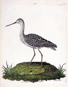 مخطط علم الحيوان (علم الطيور): بارج رمادي (بارج أحمر أو ليموزا لابونيكا). رسم إيضاحي في "تاريخ الطيور ، مرسوم في مظاهرها وجوانبها الحساسة" بقلم فرانسوا نيكولا مارتينيت (1731-1800). مجموعة خاصة. بواسطة فرانسوا نيكولا مارتينيه