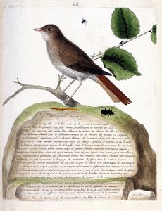 مخطط علم الحيوان (علم الطيور): العندليب البالغ من العمر سنة واحدة (العندليب أو luscinia megarhynchos) على فرع. رسم إيضاحي في "تاريخ الطيور ، مرسوم في مظاهرها وجوانبها الحساسة" بقلم فرانسوا نيكولا مارتينيت (1731-1800). خاص بواسطة فرانسوا نيكولا مارتينيه