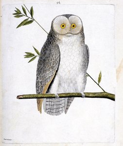 مخطط علم الحيوان (علم الطيور): البومة (بومة الحظيرة أو Tyto Alba) على فرع. رسم إيضاحي في "تاريخ الطيور ، مرسوم في مظاهرها وجوانبها الحساسة" بقلم فرانسوا نيكولا مارتينيت (1731-1800). مجموعة خاصة.