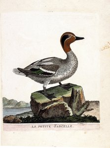 مخطط علم الحيوان (علم الطيور): البط البري الصغير (البط البري الشتوي أو أنس كريكا). رسم إيضاحي في "تاريخ الطيور ، مرسوم في مظاهرها وجوانبها الحساسة" بقلم فرانسوا نيكولا مارتينيت (1731-1800). مجموعة خاصة. بواسطة فرانسوا نيكولا مارتينيه