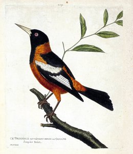 مخطط علم الحيوان (علم الطيور): الفصيلة (troupiale oriole أو icterus icterus) على فرع. رسم إيضاحي في "تاريخ الطيور ، مرسوم في مظاهرها وجوانبها الحساسة" بقلم فرانسوا نيكولا مارتينيت (1731-1800). مجموعة خاصة. بواسطة فرانسوا نيكولا مارتينيه