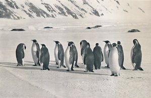 البطريق الإمبراطور ، 1911 ، 1913