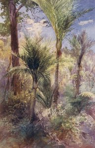 نيوزيلندا: نخيل نيكاو (طباعة حجرية ملونة)