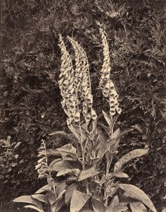 Foxgloves ، ج. 1860s. بواسطة فرانك ميسون جيد