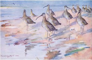 Curlews at Blakeney Point (litho) بواسطة فرانك ساوثجيت