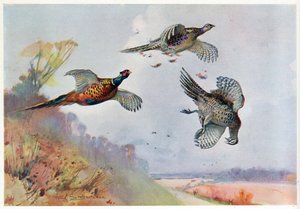 التدرج العالي ، التوضيح من "Wildfowl و Waders" بواسطة فرانك ساوثجيت
