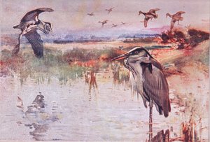 The Heron ، توضيح من Wild Nature & Country Life الذي نشره Hodder & Stoughton ، c.1910 بواسطة فرانك ساوثجيت