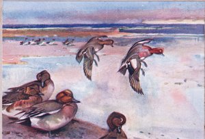 Widgeons ، توضيح من Wild Nature & Country Life نشره Hodder & Stoughton ، c.1910 بواسطة فرانك ساوثجيت