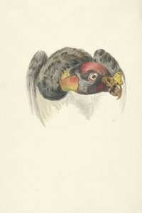 رأس ملك نسر (Sarcoramphus papa) بواسطة فرانسوا ليفايان (دائرة)