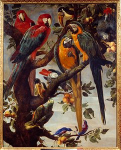 الببغاوات والطيور الأخرى لوحة لفرانس سنايدرز (1579-1657) القرن السابع عشر صن. 1،22x0،98 م غرونوبل ، متحف الفنون الجميلة