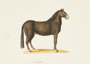 الحصان (ألوان مائية) بواسطة فرانز أنطون فون (Attr.to) Scheidel