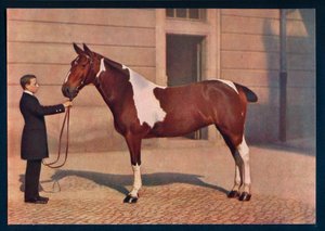 صورة لحصان تم التقاطه بعدسة زايس تيسار ، c1908 بواسطة فرانز كون