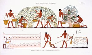 قطف الفاكهة ، من سجل نادر من اللوحات الجدارية من طيبة ، سجل 1819-1822 في زيارته الثانية لمصر بواسطة فريدريك كايود (1787-1869) ، لون ليثو