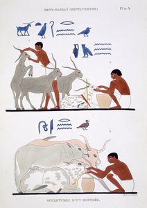 سجل العمل البيطري ، من سجل نادر من اللوحات الجدارية من طيبة ، 1819-1822 في زيارته الثانية لمصر بواسطة فريدريك كايود (1787-1869) ، لون ليثو