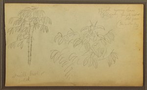 رسم، اسكتشات نباتية، 1857 بواسطة كنيسة فريدريك إدوين