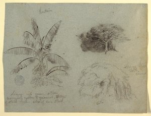 رسم، رسومات نباتية، أمريكا الجنوبية، مايو 1853  بواسطة كنيسة فريدريك إدوين