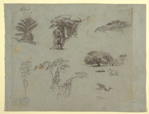 رسم، رسومات نباتية من أمريكا الجنوبية: نخلة، ومجموعات من الأشجار، وأغصان معلقة، وشجرة كبيرة بجانب منزل، وطائر الكركي الطائر، 1853، ربما مايو بواسطة كنيسة فريدريك إدوين