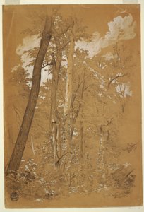 رسم ، أشجار الكستناء على جزيرة الماعز ، نهر نياجرا ، نيويورك ، أغسطس 1858 بواسطة كنيسة فريدريك إدوين