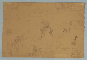 رسم، رسم.  رسومات نباتية وسحابة بالقرب من كيتو، الإكوادور، 24 يونيو 1857 بواسطة كنيسة فريدريك إدوين