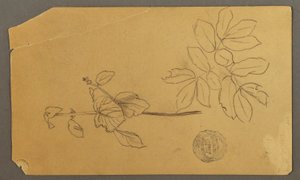 الرسم، الرسم.  رسومات.  جذع نبتة.   أغصان بأوراق، ربما 1877 بواسطة كنيسة فريدريك إدوين