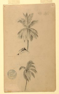 رسم، رسومات.  رسمان تخطيطيان  النخيل، 1857 بواسطة كنيسة فريدريك إدوين