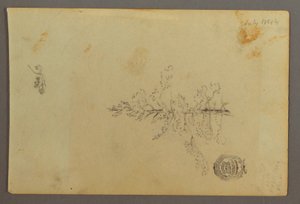 رسم، شجرة دائمة الخضرة، 1844 بواسطة كنيسة فريدريك إدوين