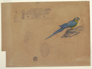 رسم، دراسات من غواكامايا، بوغوتا، كولومبيا، يونيو - يوليو 1853 بواسطة كنيسة فريدريك إدوين