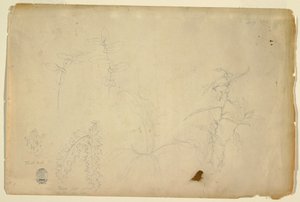 رسم، أشواك وأشواك، يوليو 1844 بواسطة كنيسة فريدريك إدوين