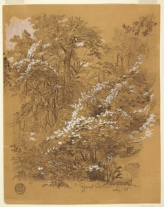 رسم، منظر غابة غابة في جزيرة الماعز، نهر نياجرا، نيويورك، سبتمبر 1858 بواسطة كنيسة فريدريك إدوين