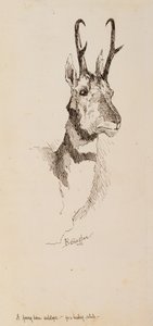ظباء Pronghorn بواسطة فريدريك ريمنجتون