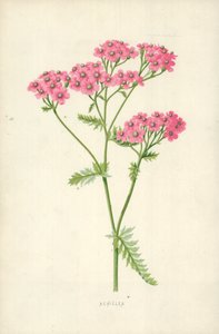 Achillea بواسطة فريدريك إدوارد هولم
