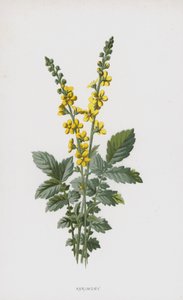 Agrimony (chromolitho) بواسطة فريدريك إدوارد هولم