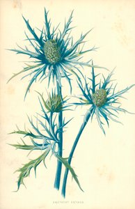 جمشت Eryngo بواسطة فريدريك إدوارد هولم