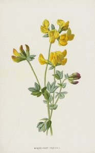 طائر - قدم ثلاثي (Chromolitho) بواسطة فريدريك إدوارد هولم